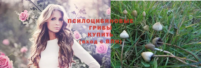 Псилоцибиновые грибы Psilocybe  где купить наркоту  Вичуга 